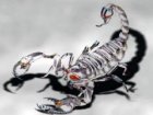skorpion.jpg